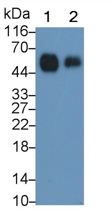 Monoclonal Antibody to Cluster Of Differentiation 14 (CD14)