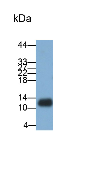 Monoclonal Antibody to Thioredoxin (Trx)