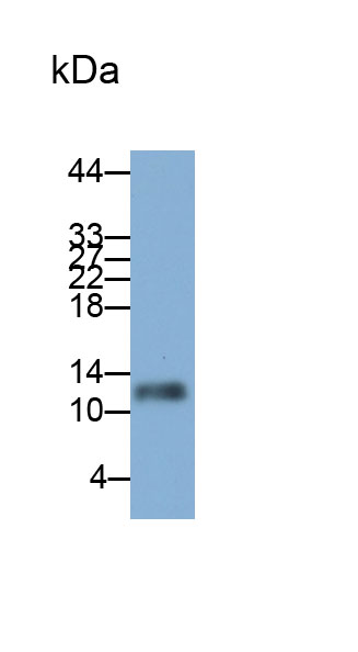 Monoclonal Antibody to Thioredoxin (Trx)