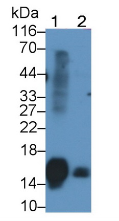 Monoclonal Antibody to Thioredoxin (Trx)