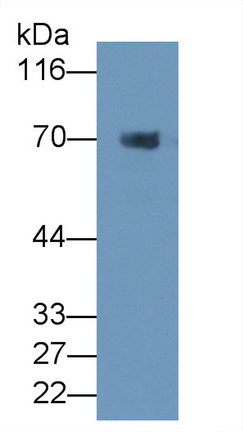 MAA710Hu23.jpg