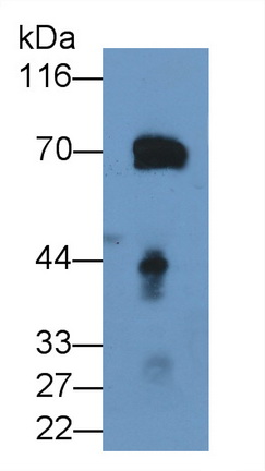 MAA710Hu24.jpg