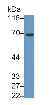 Monoclonal Antibody to Heparanase (HPSE)