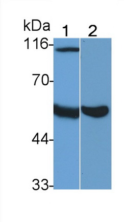 MAA711Ra23.jpg