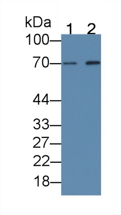 MAA718Hu22.jpg