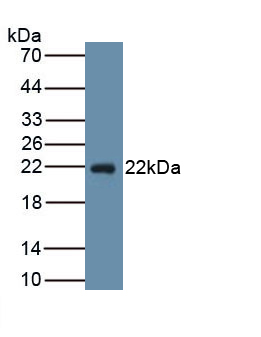 MAA724Hu22.jpg