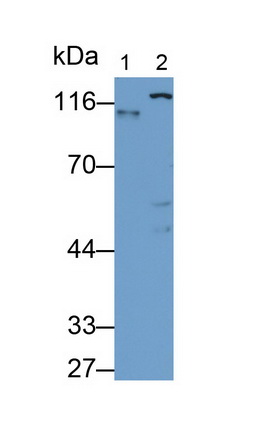 Monoclonal Antibody to Toll Like Receptor 4 (TLR4)