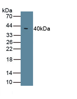 Monoclonal Antibody to Toll Like Receptor 4 (TLR4)