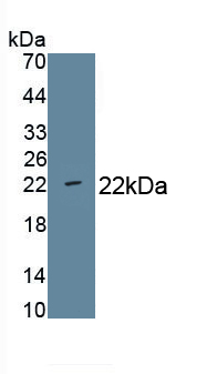 MAA781Hu22.jpg