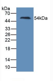 Monoclonal Antibody to Kidney Injury Molecule 1 (Kim1)