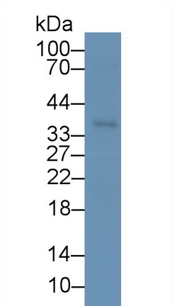 Monoclonal Antibody to Inducible T-Cell Co Stimulator Ligand (ICOSLG)