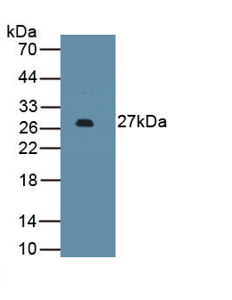 Monoclonal Antibody to Programmed Cell Death Protein 1 Ligand 2 (PDL2)