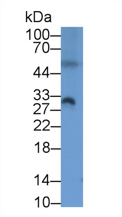 Monoclonal Antibody to Programmed Cell Death Protein 1 Ligand 2 (PDL2)