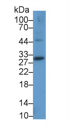 Monoclonal Antibody to Programmed Cell Death Protein 1 Ligand 2 (PDL2)