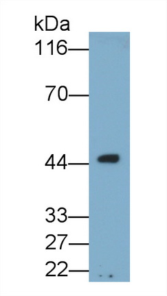 Monoclonal Antibody to Osteonectin (ON)