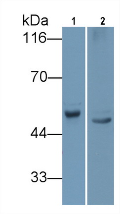 Monoclonal Antibody to Angiotensinogen (AGT)