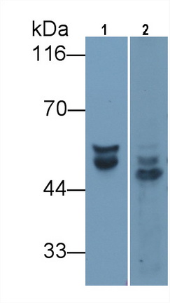 MAA797Ra23.jpg