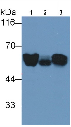 Monoclonal Antibody to Angiotensinogen (AGT)