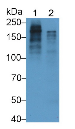 Monoclonal Antibody to Pregnancy Associated Plasma Protein A (PAPPA)