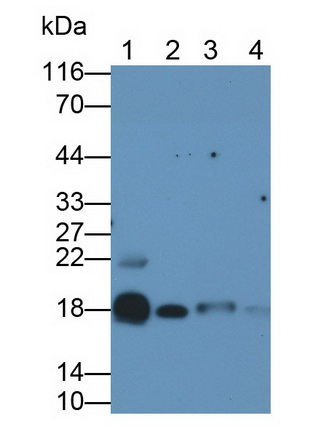 MAA802Ra21.jpg