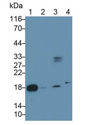 Monoclonal Antibody to Cholecystokinin (CCK)