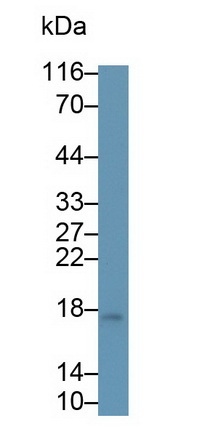 Monoclonal Antibody to Cholecystokinin (CCK)