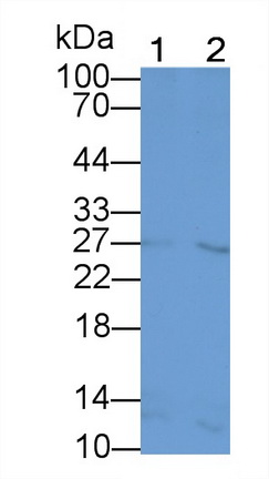 MAA804Mi21.jpg