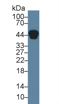 Monoclonal Antibody to Haptoglobin (Hpt)