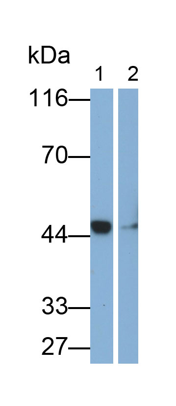 MAA817Hu24.jpg