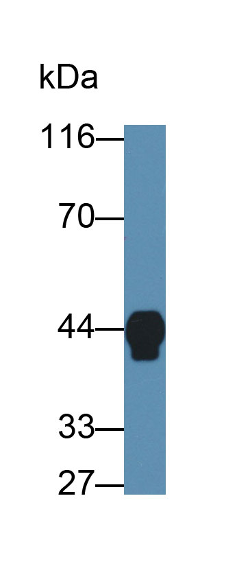 Monoclonal Antibody to Haptoglobin (Hpt)