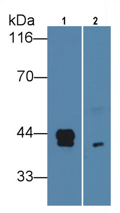 MAA817Hu27.jpg