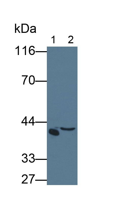 Monoclonal Antibody to Haptoglobin (Hpt)