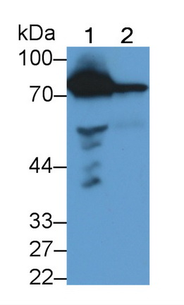 Monoclonal Antibody to Coagulation Factor II (F2)