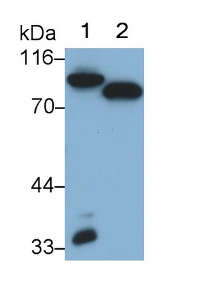 Monoclonal Antibody to Coagulation Factor II (F2)