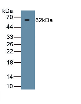 Monoclonal Antibody to Heat Shock Protein 60 (Hsp60)