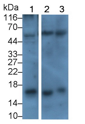 Monoclonal Antibody to Corticotropin Releasing Factor (CRF)