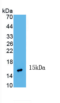 Monoclonal Antibody to Inhibin Beta A (INHbA)