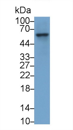 Monoclonal Antibody to Coagulation Factor IX (F9)