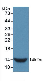 Monoclonal Antibody to Gonadotropin Releasing Hormone (GnRH)