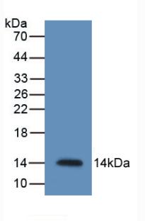 Monoclonal Antibody to Resistin (RETN)