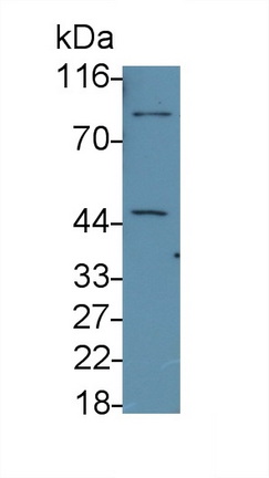 Monoclonal Antibody to Caspase 8 (CASP8)