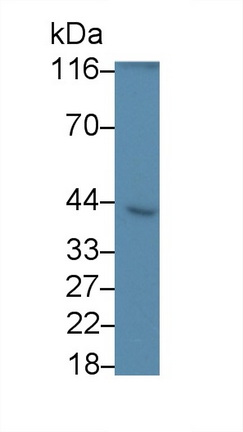 Monoclonal Antibody to Caspase 8 (CASP8)