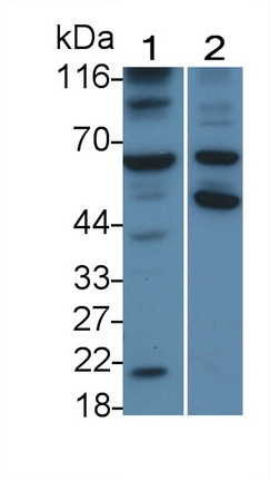 Monoclonal Antibody to Caspase 8 (CASP8)