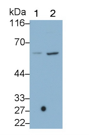 Monoclonal Antibody to Caspase 8 (CASP8)