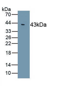 Monoclonal Antibody to Heat Shock Protein 70 (HSP70)