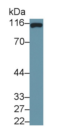 Monoclonal Antibody to Cluster Of Differentiation 26 (CD26)