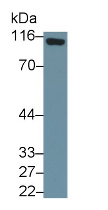 Monoclonal Antibody to Cluster Of Differentiation 26 (CD26)