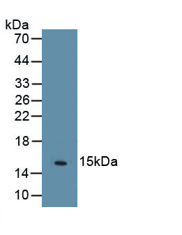 Monoclonal Antibody to Peroxisome Proliferator Activated Receptor Gamma (PPARg)