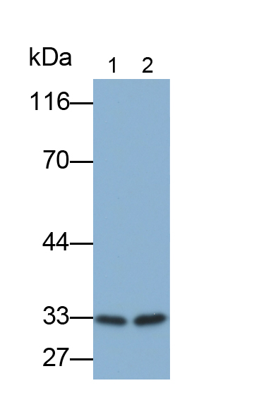 Monoclonal Antibody to Pulmonary Surfactant Associated Protein A1 (SFTPA1)