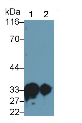 Monoclonal Antibody to Pulmonary Surfactant Associated Protein A1 (SFTPA1)